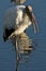 Wood Stork