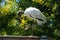 Wood Stork 2