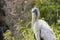 Wood Stork