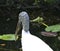 Wood Stork bird Everglades national Park Florida