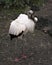 Wood stork bird photos. Image. Picture. Portrait. Background. White and Black feathers plumage