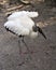 Wood stork bird photos. Image. Picture. Portrait. Background. White and Black feathers plumage
