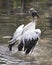 Wood Stork bird stock photos.  Wood Stork bird close-up profile view bathing with spread wings and splashing water
