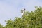 Wood Stork Breaking Off A Branch To Build Its Nest