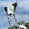 Wood Stork Bringing Home the Lumber