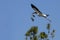 Wood stork carrying a branch in its bill in Florida.