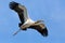 Wood Stork Carrying Nest Material