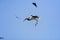 Wood stork coming in for a landing in central Florida.