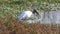 Wood Stork eating a fish in Florida wetlands