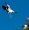 Wood Stork in flight