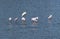 Wood Stork with a Flock of Roseate Spoonbills