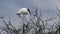 Wood stork in Florida