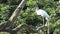 Wood stork in Florida