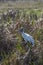 Wood stork in the Florida everglades