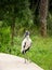 Wood stork foraging for food.