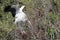 A Wood Stork Landing