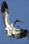 Wood stork landing in a tree with wings wide spread in central F