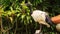 Wood Stork Large Bird Sits on Branch at Green Plants