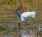 Wood Stork and a Little Blue Heron Feeding in the Swamp