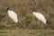 Wood Stork, in a marsh environment.