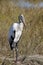 Wood stork, mycteria americana