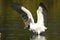 Wood stork, mycteria americana
