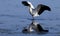 Wood Stork (Mycteria americana)