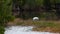 Wood Stork, Mycteria americana, in Everglades