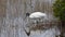 Wood Stork, Mycteria americana, feeding in marsh