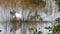 Wood Stork, Mycteria americana, in marsh