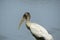 Wood stork near a pond, closeup, Florida
