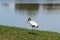 Wood stork near a pond, closeup, Florida