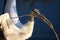 Wood Stork nest building during breeding season