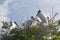 Wood Stork Nestlings and Adults on their Nest in Florida Under a Blue Sky