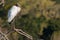 A Wood Stork Perched on a Branch in a South Carolina Swamp