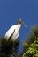 Wood Stork perched in Florida tree