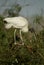 Wood Stork perched at a rookery