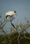 Wood Stork perched at a rookery