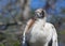 Wood Stork Portrait