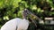 Wood stork portrait