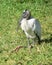 A wood stork relaxes on the grass. A large and varied number of birds make lake Morton a home.