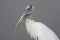 A Wood Stork resting on the bank