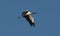 Wood stork soaring in bright blue sky in Florida