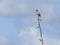 Wood Stork Standing in the Clouds