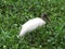 Wood Stork Standing in the Grassy Swamp