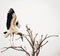 Wood Stork in tree