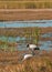 Wood stork wading at Cypress national preserve