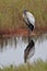 Wood Stork Waits by the Water Edge