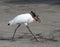 Wood Stork Walking with Freshly Caught Fish