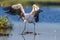 Wood Stork with wings spread wide